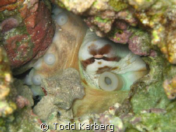Hidden octopus by Todd Karberg 
